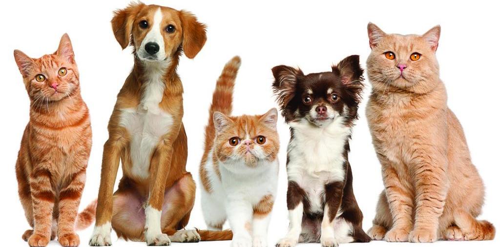 Доска объявлений о животных | ЗооТом - продажа, вязка и услуги для животных в Тайшете