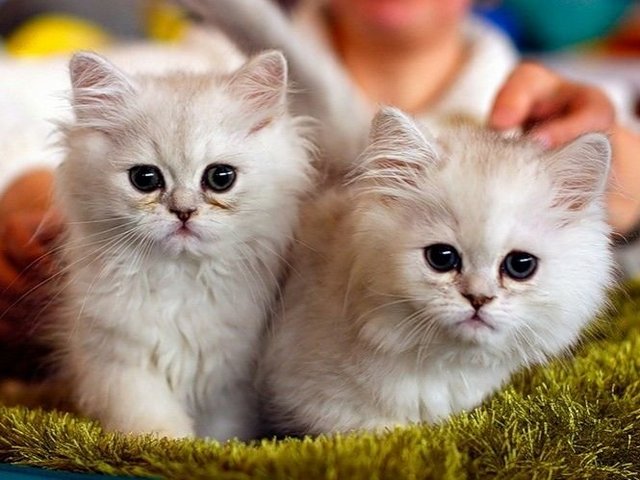 Породы кошек в Тайшете | ЗооТом портал о животных