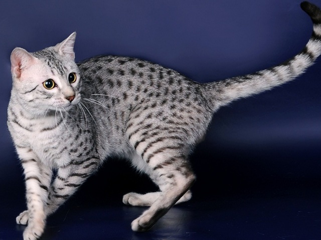 Породы кошек в Тайшете | ЗооТом портал о животных