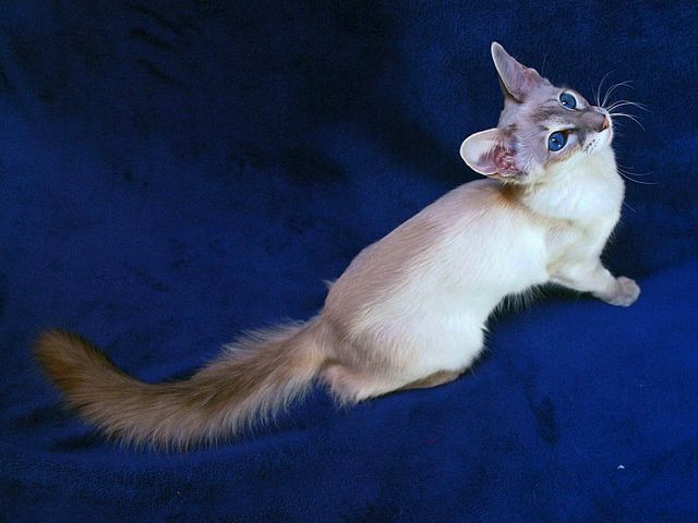 Выведенные породы кошек в Тайшете | ЗооТом портал о животных