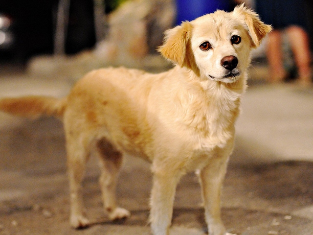 Породы собак в Тайшете | ЗооТом портал о животных