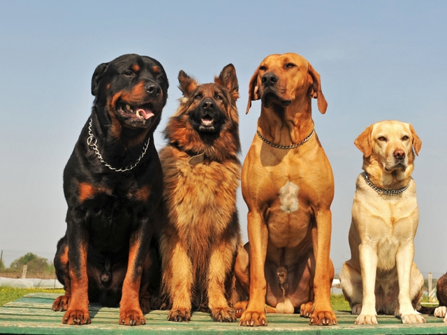 Крупные породы собак в Тайшете | ЗооТом портал о животных